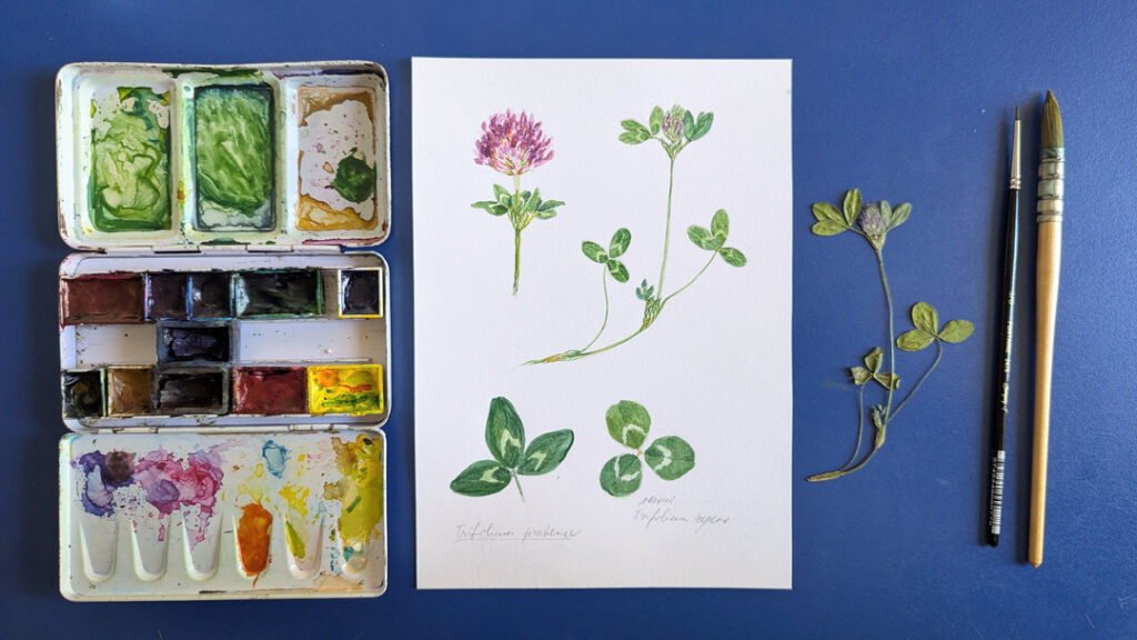 Botanical illustration for an herbal book.