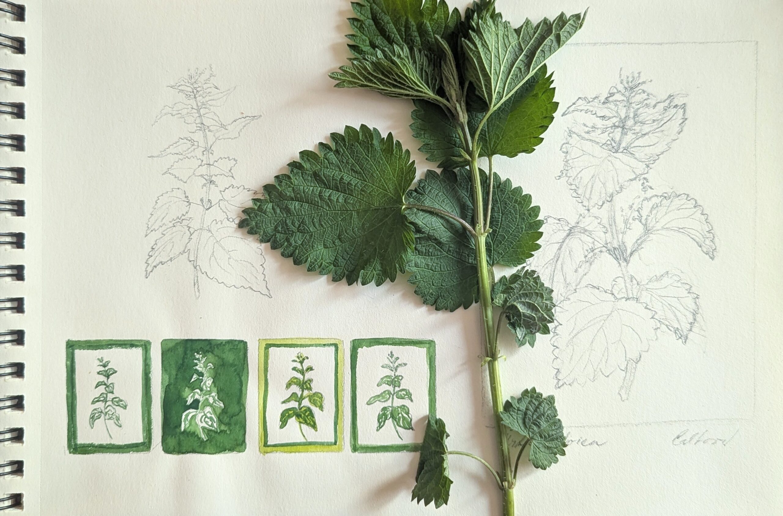 Stinging nettle in Art, Tradition, and Medicine