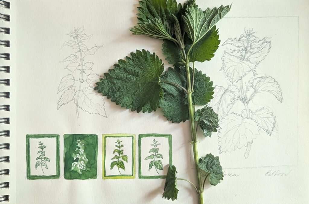 Herbal sketch of a nettle.